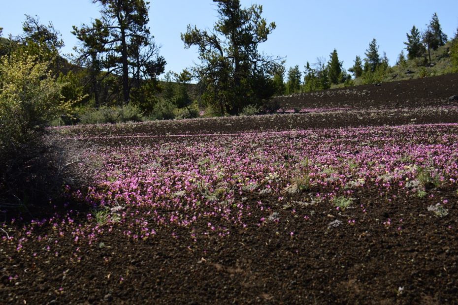 Craters of the Moon
